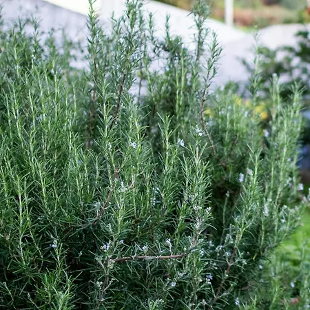 Karibo By Escape To Madeira Βίλα *