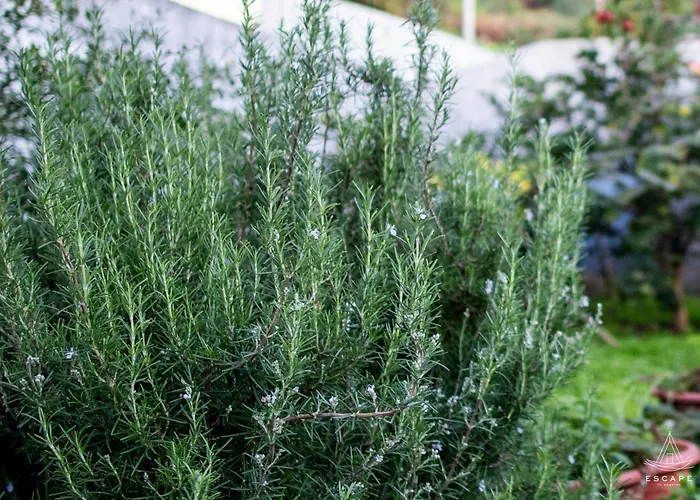 Karibo By Escape To Madeira Villa *